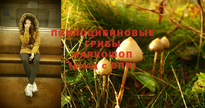 Галлюциногенные грибы Magic Shrooms  где продают   Вологда 